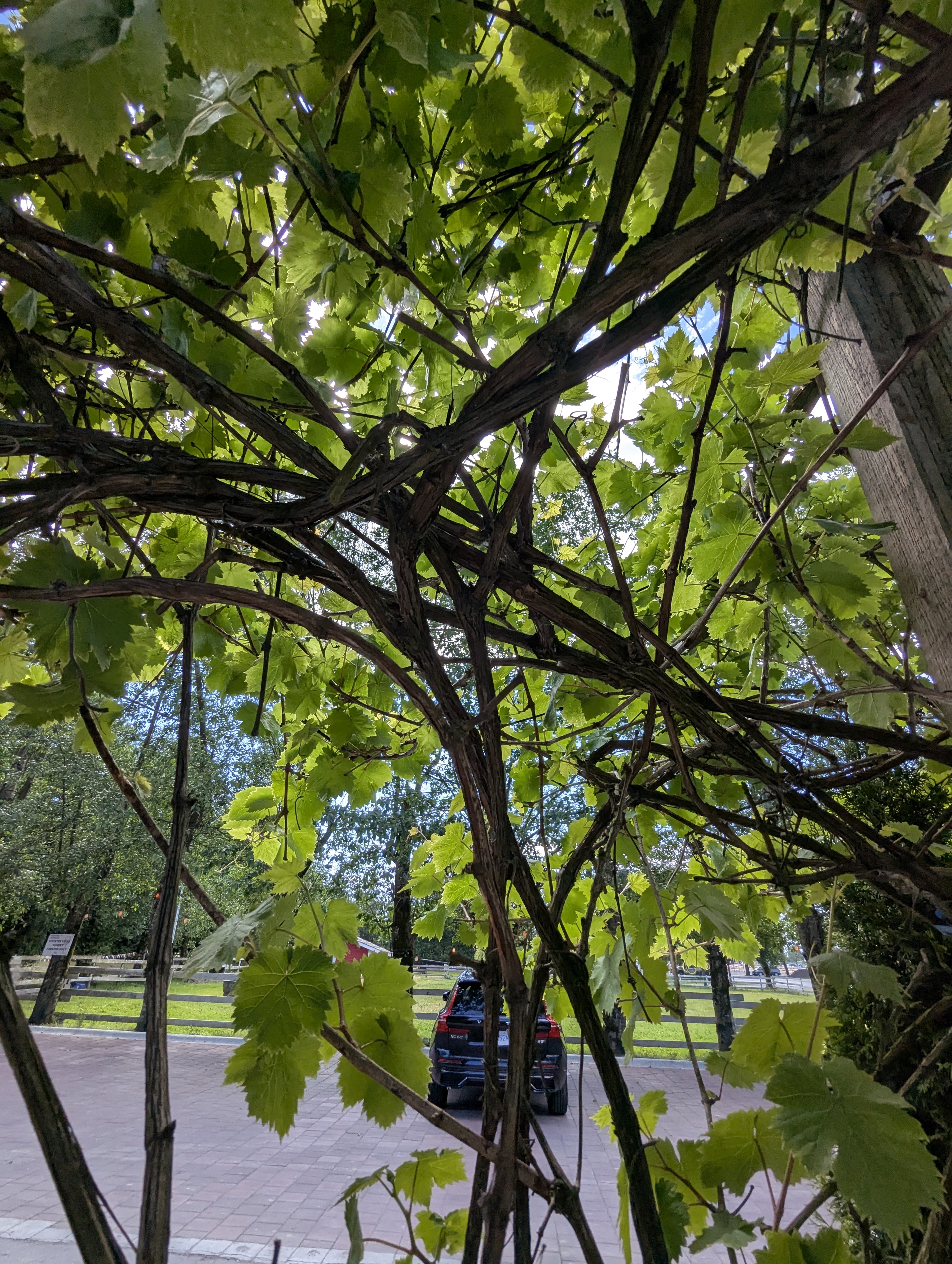 Birthday Trip to Canada, Country Vines Winery, Richmond, British Columbia